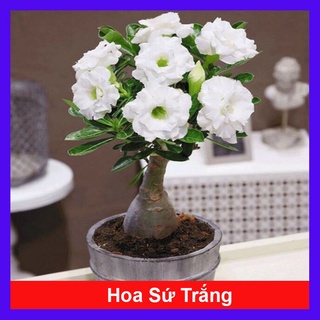 Cây Sứ Thái Kép Hoa Trắng - cây cảnh trong nhà + tặng phân bón cho cây - caykiengsadec