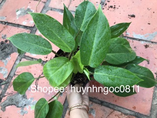 Chậu trầu bà tỷ phú