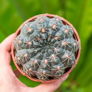 Xương rồng thần long 9-11cm