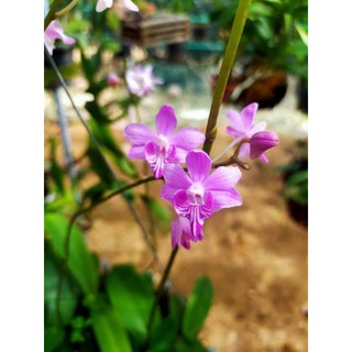 Chậu Hồ Điệp Rừng
