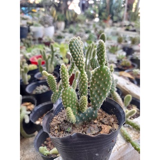 Cây xương rồng tai thỏ mini