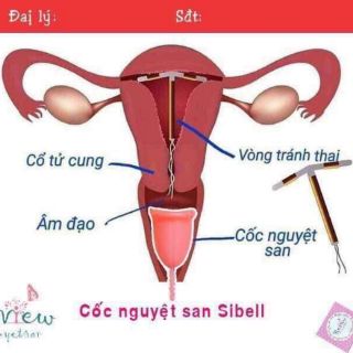 CỐC NGUYỆT SAN SI-BELL