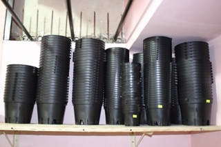 Combo 10 chậu nhựa trồng lan phi 14