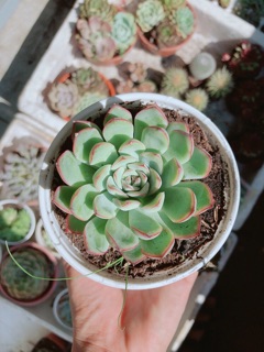 Sen đá size lớn ( được chọn mẫu)