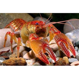 Combo 5 thức ăn tôm tép cảnh Crawfish