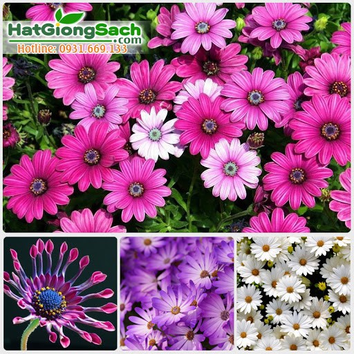 Hạt Giống Hoa Cúc Châu Phi Mix 20Hạt - TẶNG kèm 3 viên nén ươm hạt