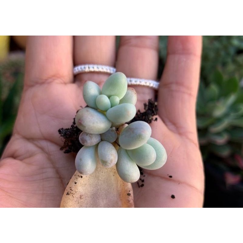 MỘT MẦM SEN ĐÁ💥💥