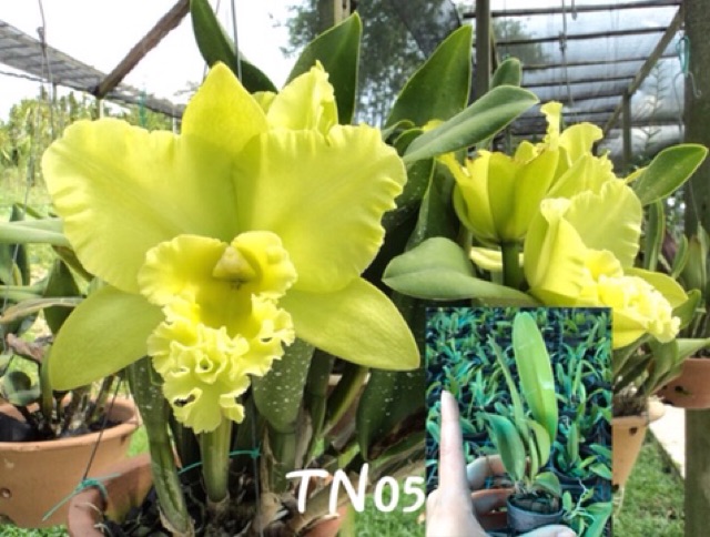 Cattleya Giống Đủ Màu Dễ Trồng Siêng Hoa Quanh Năm