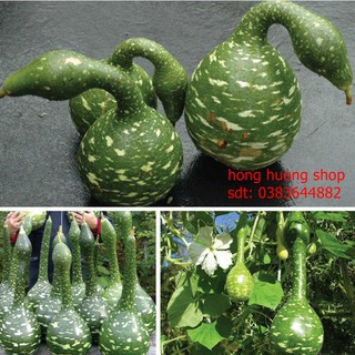 Hạt giống bầu thiên nga