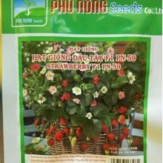 Hạt Giống Dâu Tây