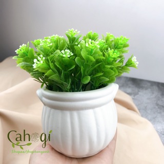 Cây giả- Chậu cây ngâu để bàn