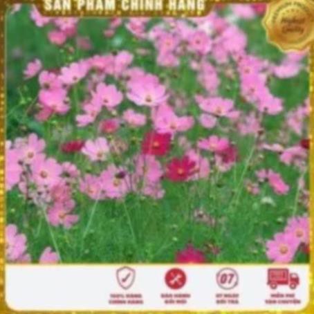 DEAL SỐC 1K hoa sao nhái đơn nhiều màu rực rỡ khu vườn ban công