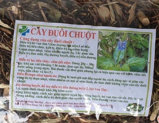 CHUẨN Cây đuôi chuột (1kg khô) - DTX191