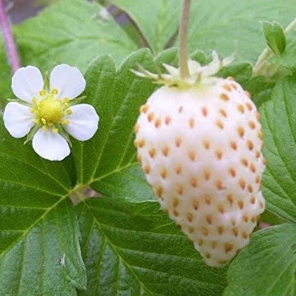 HẠT GIỐNG DÂU TÂY TRẮNG TUYẾT Wild Strawberry - White Soul (Fragaria Vesca White Soul) 50 GIỐNG ~ rất ngọt ngào