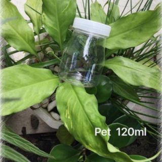 Combo 10 hủ sữa chua 120ml/90ml
