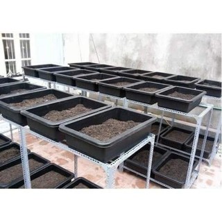 Combo 10c máng rau loại to 68cm siêu đẹp