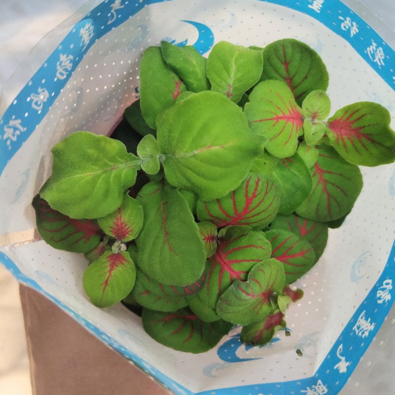 Cây cẩm nhung Fittonia, lá may mắn nhiều màu đẹp.