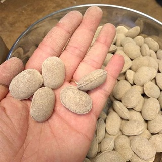 PHÂN TAN CHẬM QUẢ BÀNG 12-6-6-2 NHẬT BẢN (500GRAM) (HẠT BÀNG)222