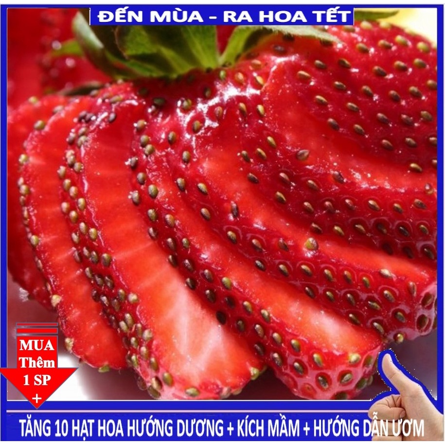 Shop 1k - 50 Hạt giống dâu tây khổng lồ chịu nhiệt