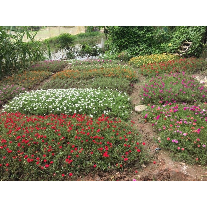 combo 1kg mười giờ thái+hoa sam