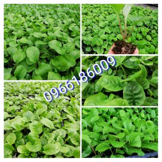 Combo 15 cây giống đồng tiền cao