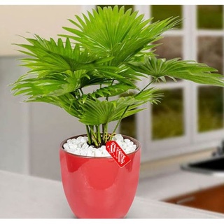 Cây cọ nhật, kim tiền mini để bàn