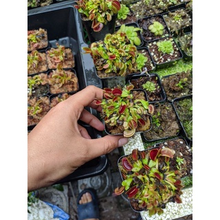 Cây cảnh bẫy kẹp d.black star