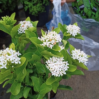 Cây trang trắng lá nhỏ, hoa rất thơm