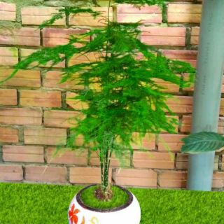 Cây Thủy Tùng (loại để bàn lớn )