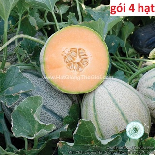 25.hat hạt giống dưa lưới gân vỏ cứng 1.5kg tg217