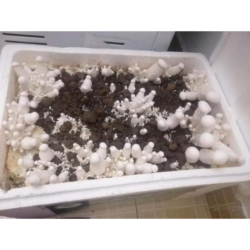 Combo 5 phôi nấm Milky