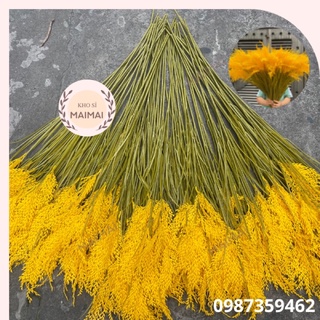 Cành lúa vàng 90cm 3 bông hàng cao cấp