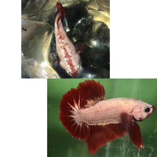 BETTA rồng đỏ 1 cặp trống và mái