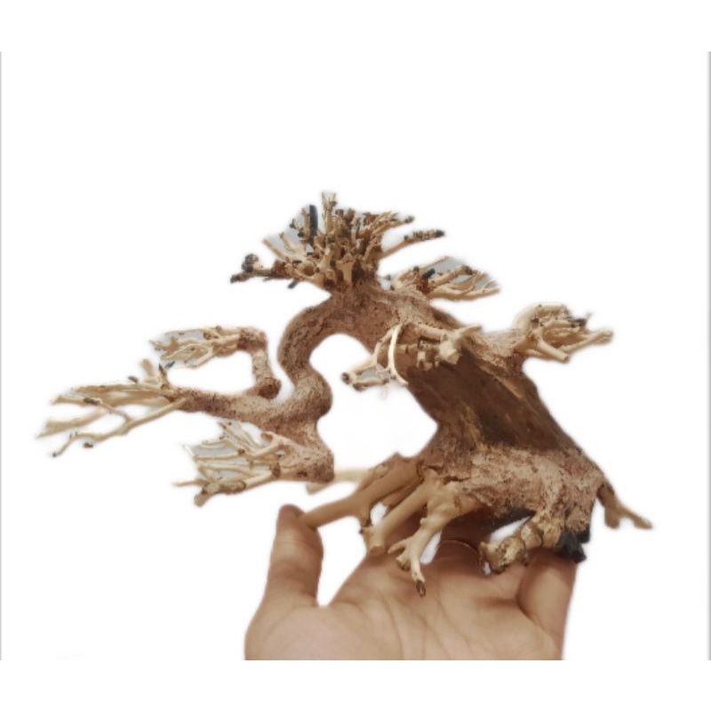 Lũa bonsai dùng cấy rêu