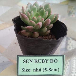 Sen đá ruby đỏ - size nhỏ (5-8cm)