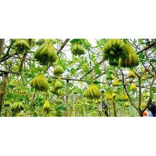 {Phá Rẻ} Ly cắm phật thủ hoặc hoa khô [hongmaigiadung]