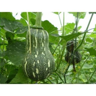 Hạt giống bí đậu - bí đỏ lai f1