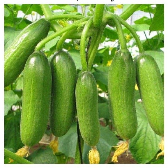 Phân Siêu Dưỡng Đạm Magie tăng xanh dày lá, bóng sáng lá, dưỡng Rau Ăn Lá, Măng Tây, rau thơm gói 100g