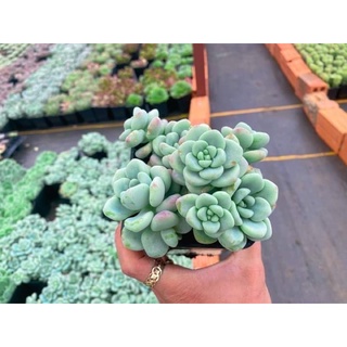 Sen đá thiên thanh thơm chậu 12cm chỉ 55k