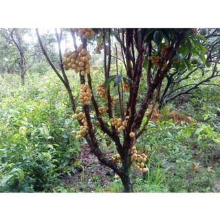 Cây Giống DÂU DA ĐẤT