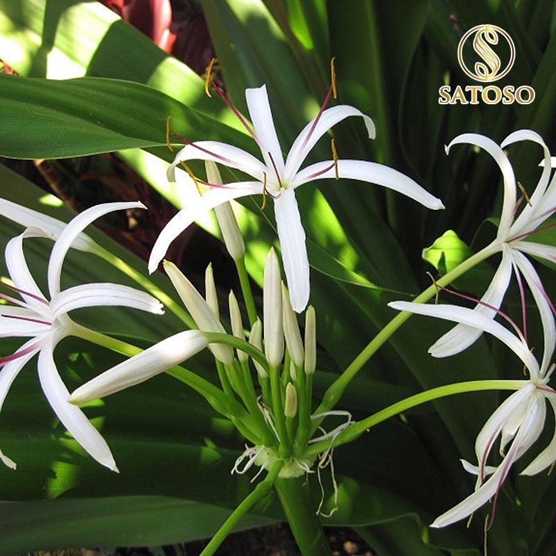 Cây náng hoa trắng khô tốt cho người phì đại tiền liệt tuyến SATOSO 1kg SA90