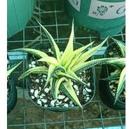 Cây móng rồng xoáy vàng