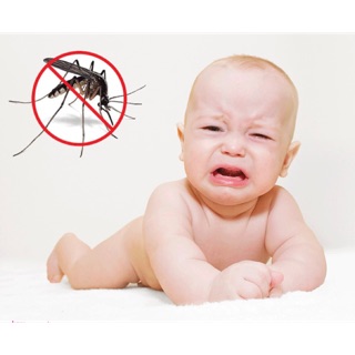TINH DẦU ĐUỖI MUỖI HA EVA