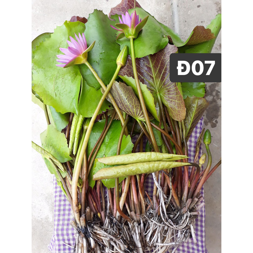 Cây hoa súng Thái Lan màu hồng đơn- hồng rằn ri Đ-07