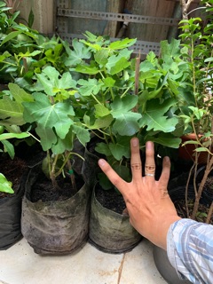 Cây Sung Mỹ siêu trái