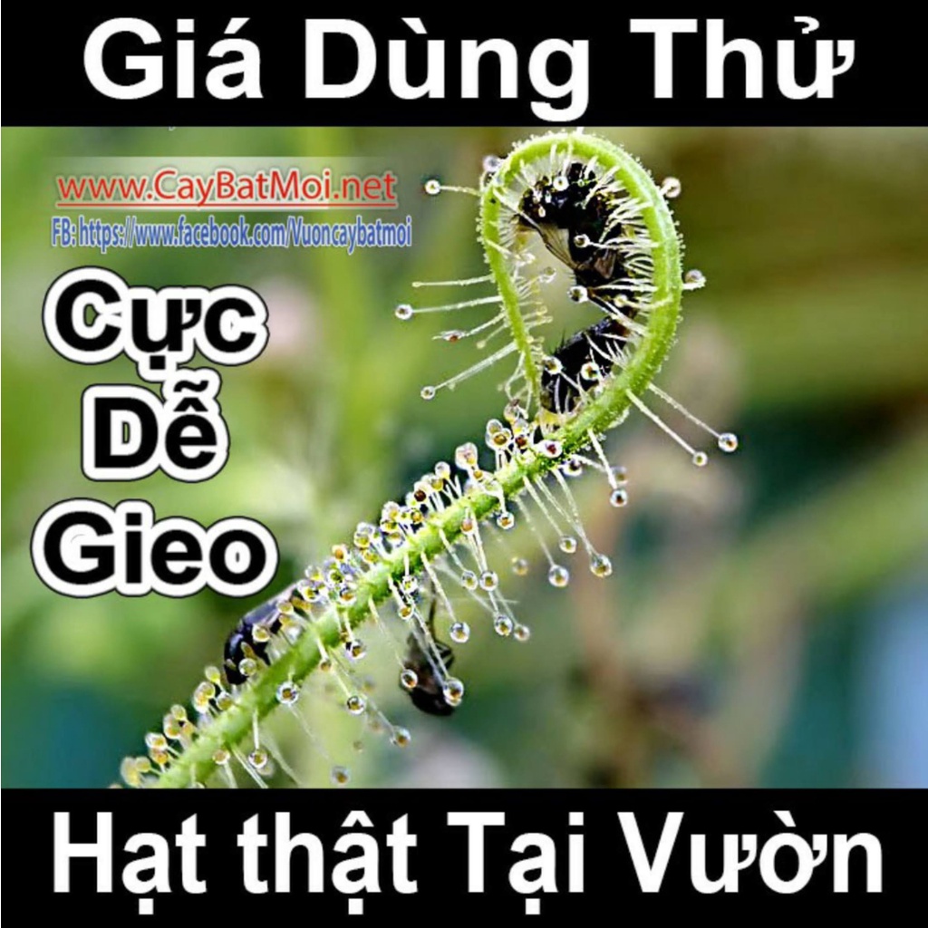 Hạt Giống Cây Drosera Indica Green, Cây Bẫy keo, cây ăn thịt, cây gọng vó