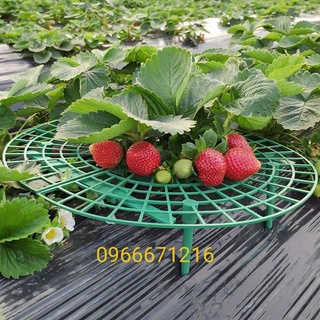 Khay đỡ dâu tây, rau diếp
