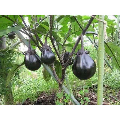 DELFIN 32WG gói 50gr - Trừ sâu tơ sâu xanh sâu khoan đục trái