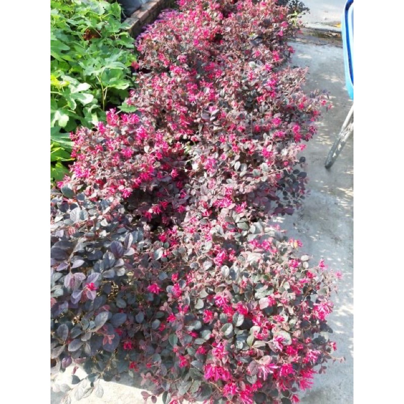 Cây Hồng phụng