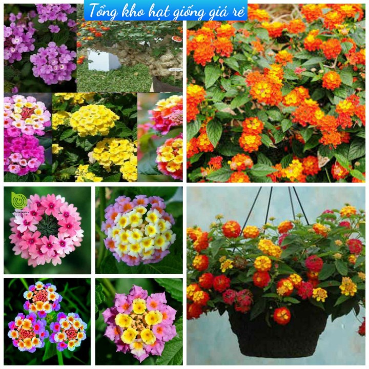 [Gói 150 hạt] Hạt Giống Hoa Ngũ Sắc F1 Hoa Nở Siêu Đẹp